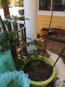 staking tomatoes in containers