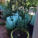 Staking tomatoes in containers: good preparation now will save you come August!