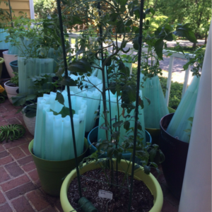 staking tomatoes in containers