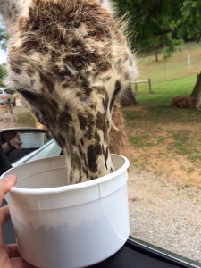 I've never seen a speckled llama like this one before!