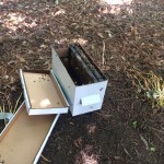 Bees!  Transporting and installing nucs.