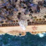 The Queen is Dead! Long Live the Queen! How to requeen a hive