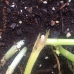 Attack of the squash vine borers!