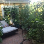 Goodbye, Summer Garden!