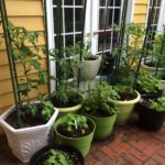 Garden Progress Report