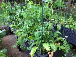 Garden peas and spinach getting out of hand!